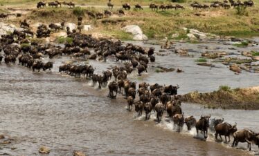 Serengeti Soul Safari